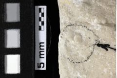 Foto (Detailansicht) von Gastrosacus sp. (NHMW-GEO-1990-0041-0210)